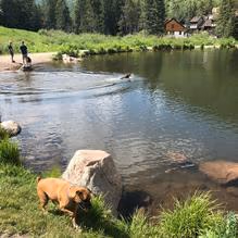 Bighorn Park Off Leash Dog Area photo 2